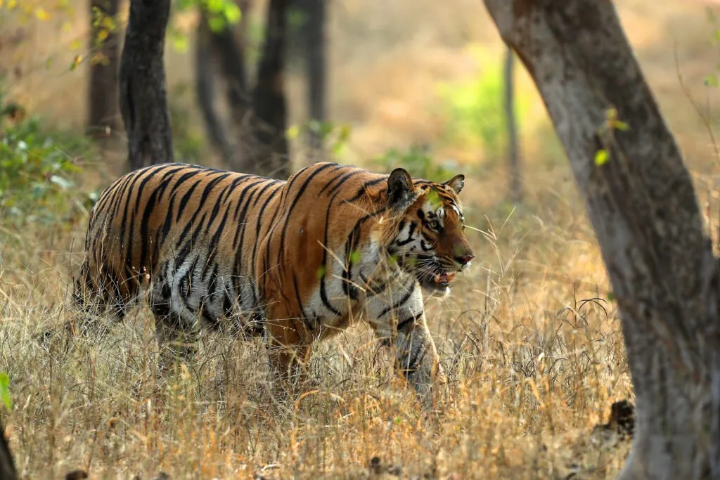 Exploring the Wild Heart of India: Top 11 National Parks in Madhya Pradesh