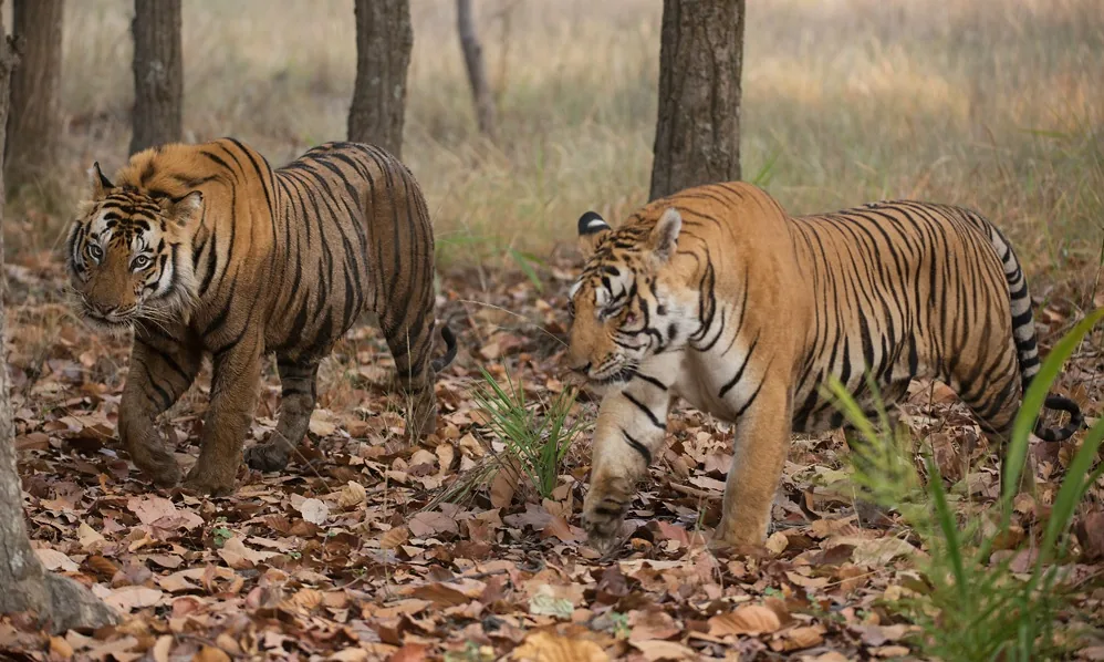Your Ultimate Guide to Booking Kanha National Park Packages Online in Raipur