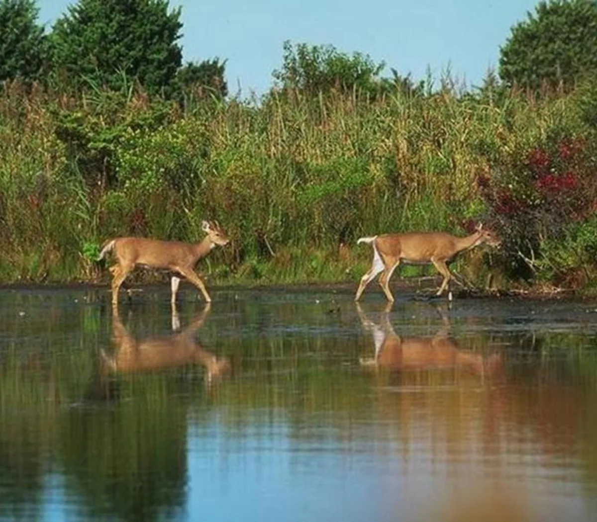 Bandhavgarh Hill
