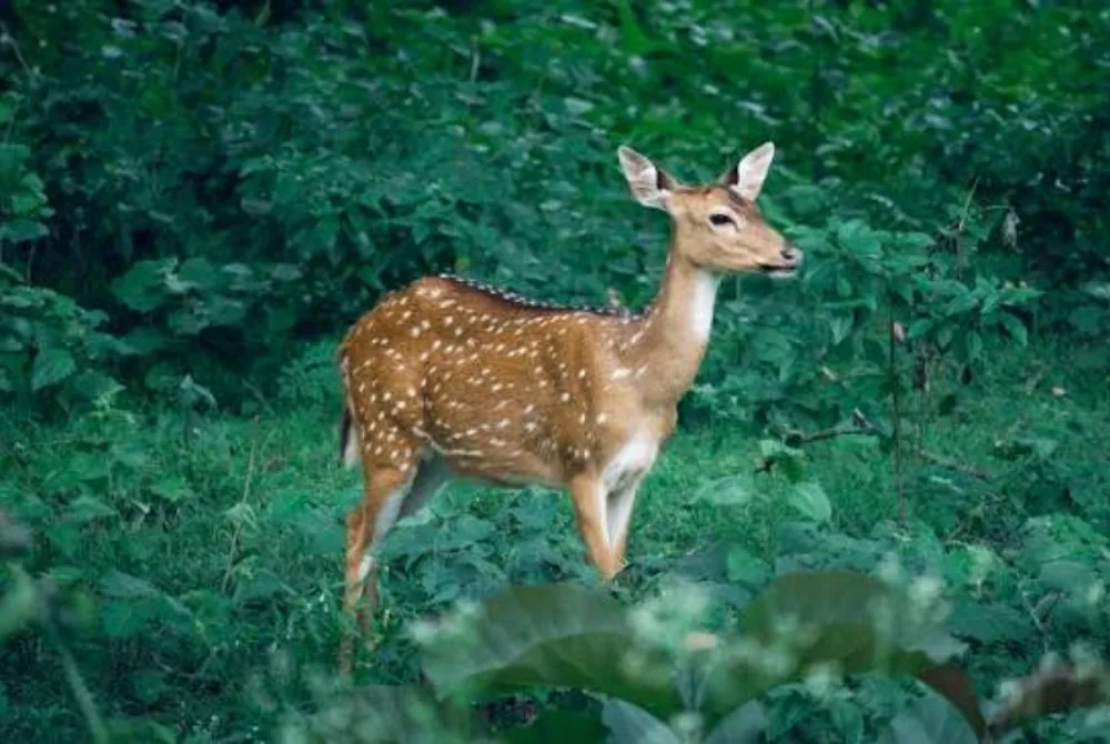 Bandhavgarh