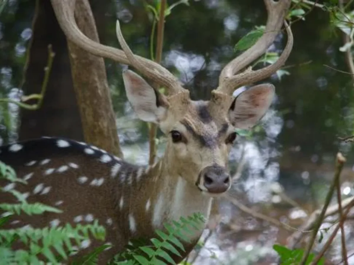 Panpatha Wildlife Sanctuary