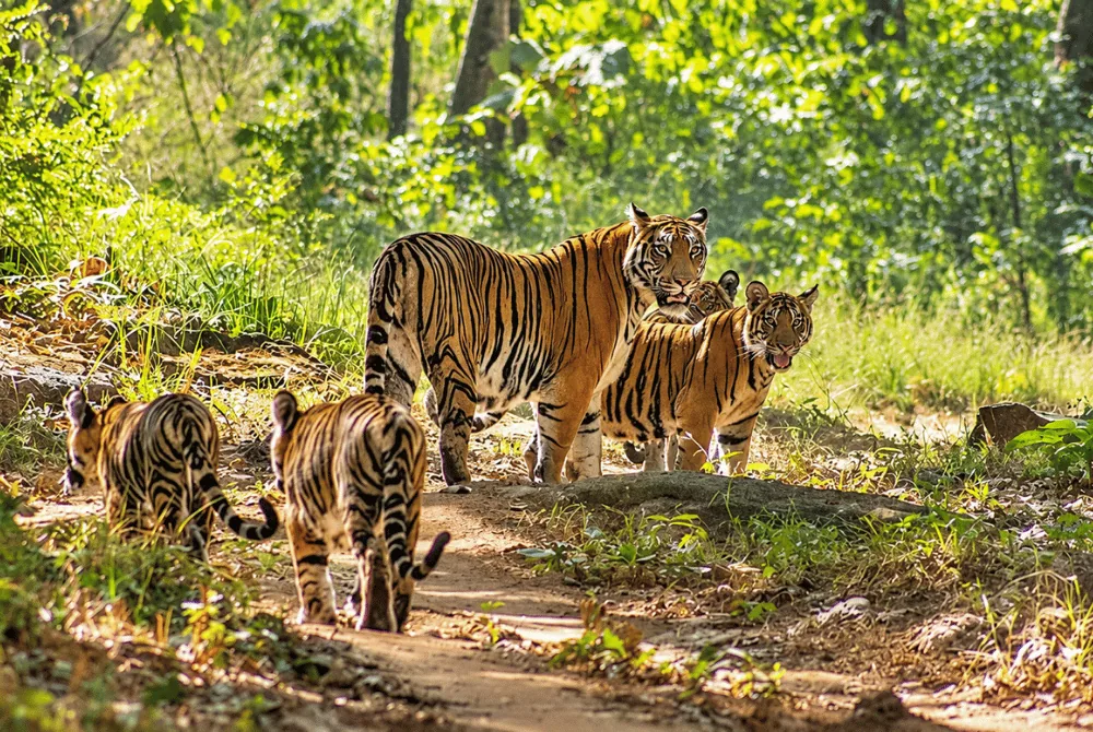 Pachmarhi