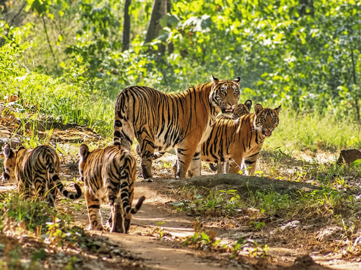 Satpura National Park