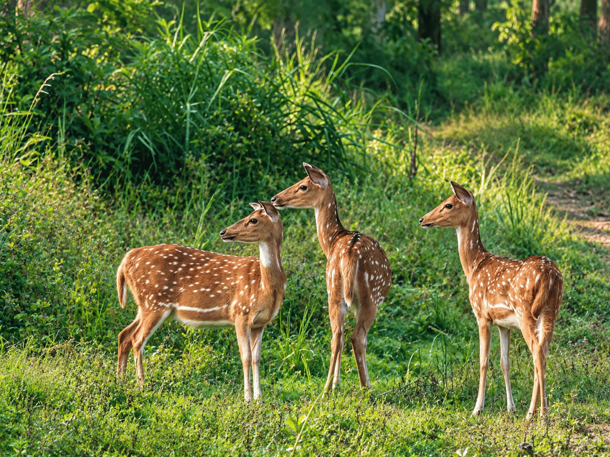 Ratapani Sanctuary
