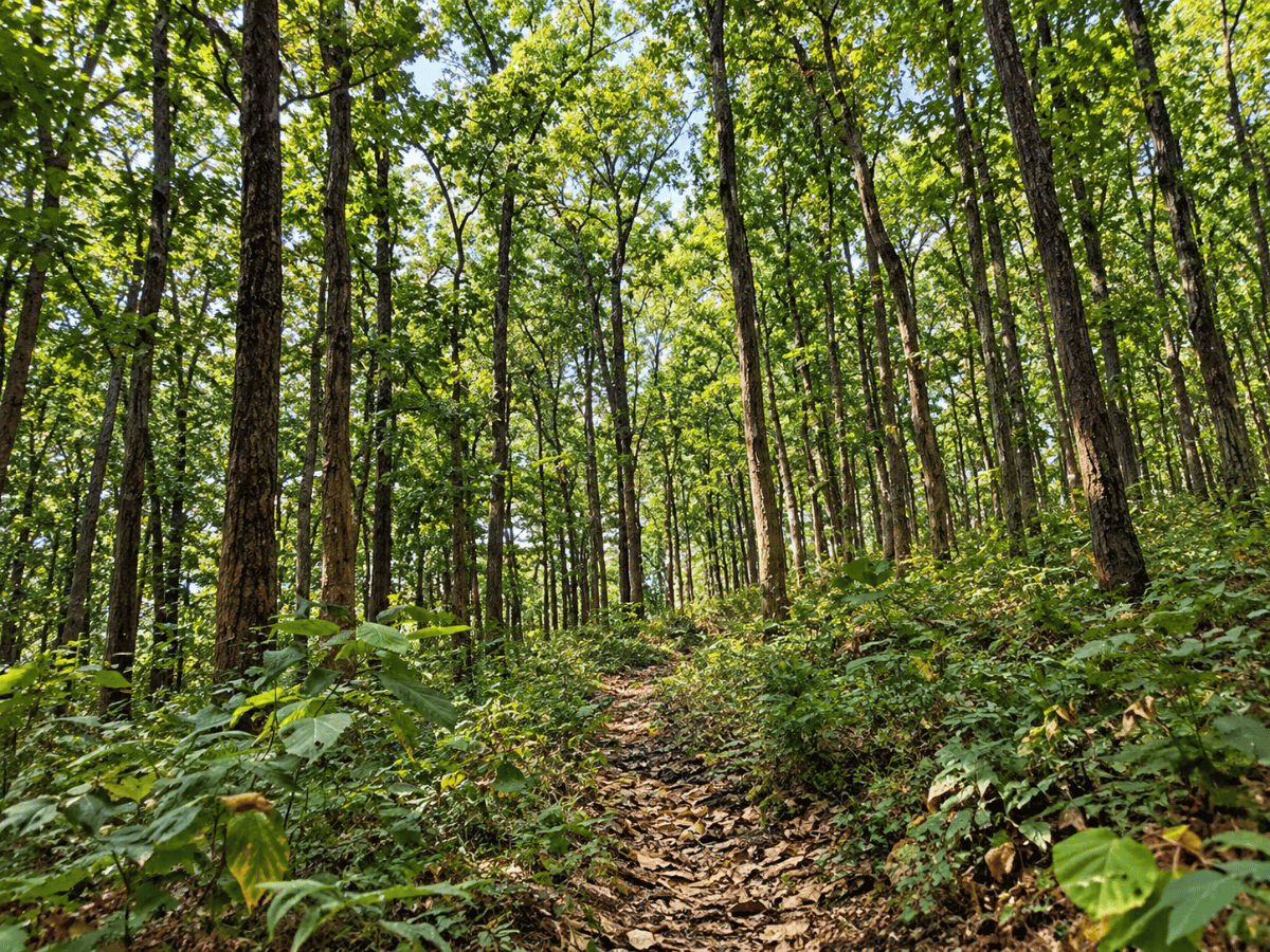 Sal Forest Trail