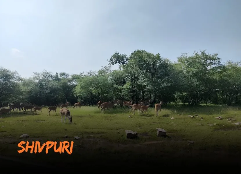 Shivpuri - History with Heritage (5 Nights / 6 Days)