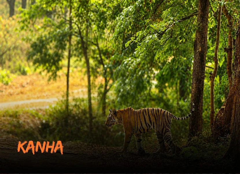 Kanha - Golden Triangle (6 Nights / 7 Days)