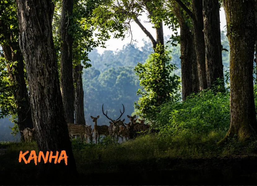 Kanha - Mesmerising Kanha