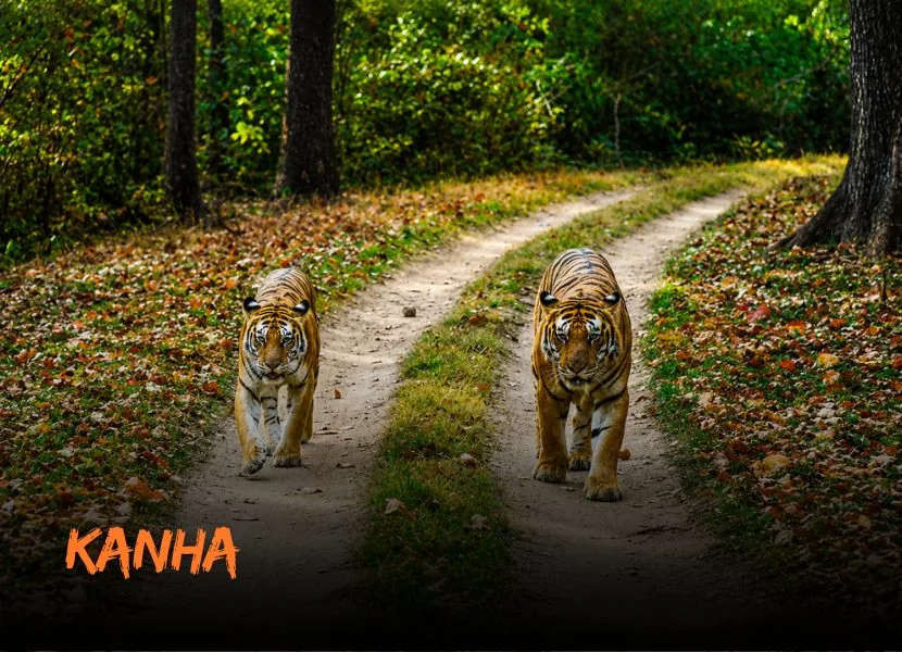 Kanha - Wild Kanha