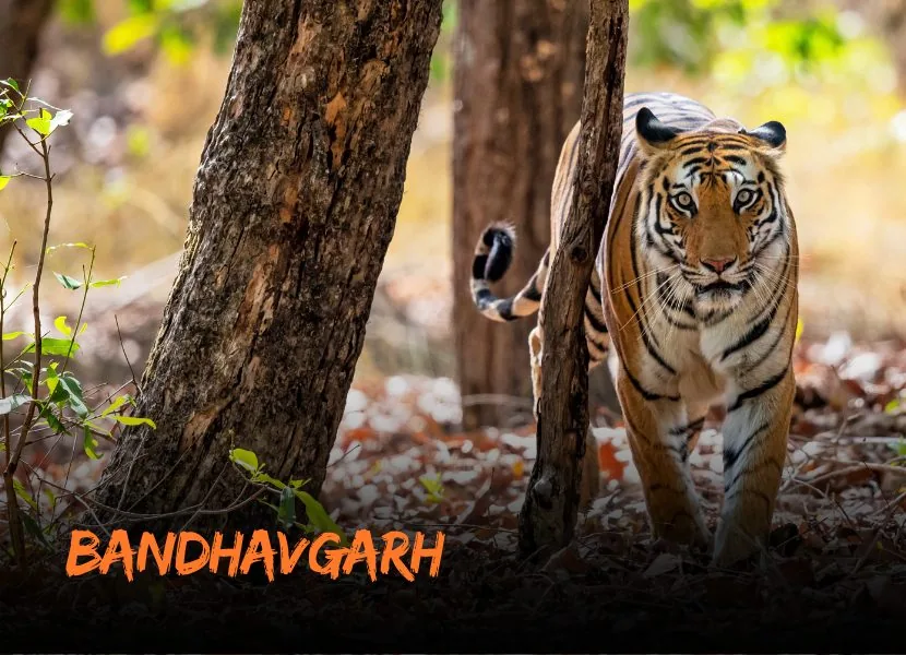 Bandhavgarh - Call of the Wild