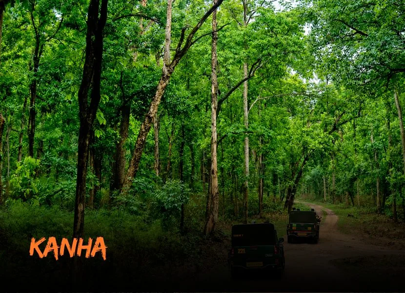 Kanha - Mini Madhya Pradesh (13 Nights / 14 Days)