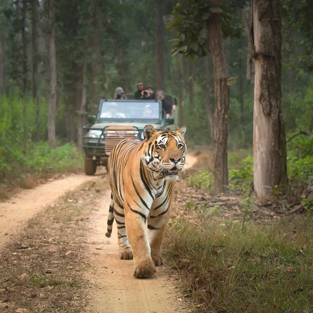 Kanha National Park