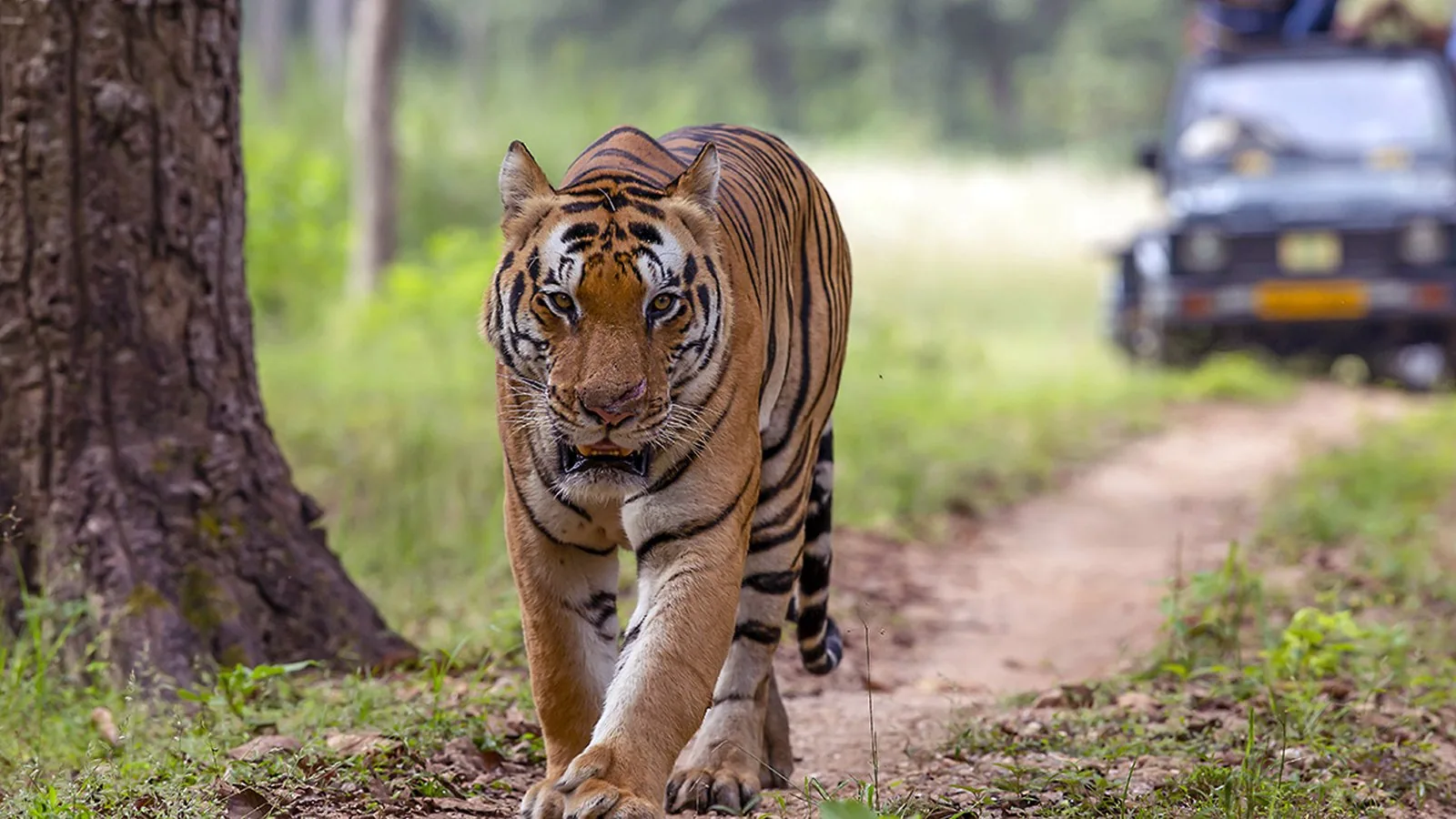 Kanha Resort - Kanha Resort