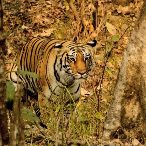 Tiger on Safari