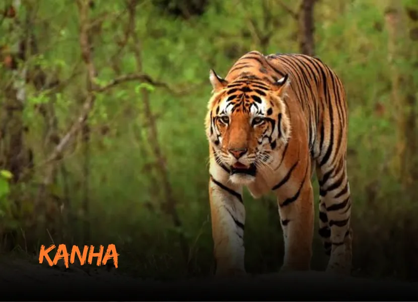 Kanha National Park Safari - Golden Triangle (6 Nights / 7 Days)