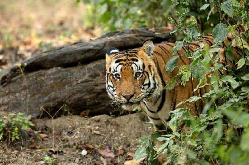 Kanha national park