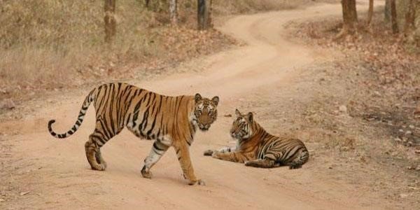 Bandhavgarh Fort and Landscape