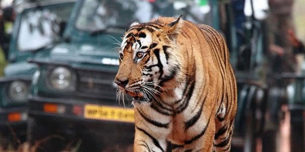 Bandhavgarh National Park Tiger