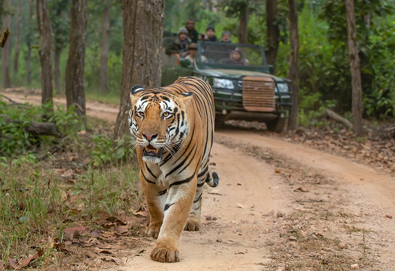 Tiger Safari — Kanha