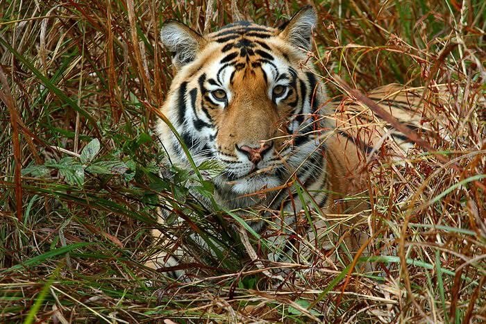 Kanha heritage