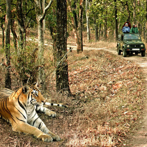 Kanha — Kipling's Jungle Book country — meadows, sal forests, the rare barasingha, and o