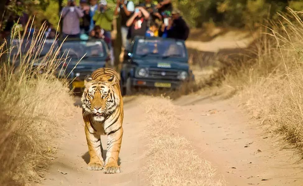 Walking Safari — Madhai Satpura