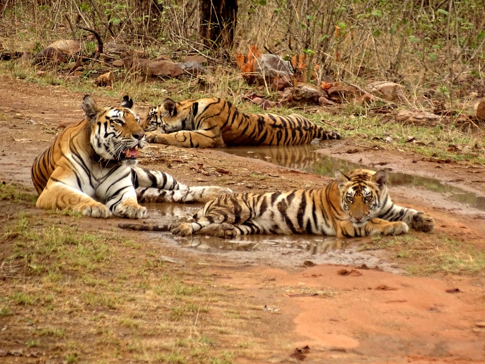 Tiger Safari — Panna