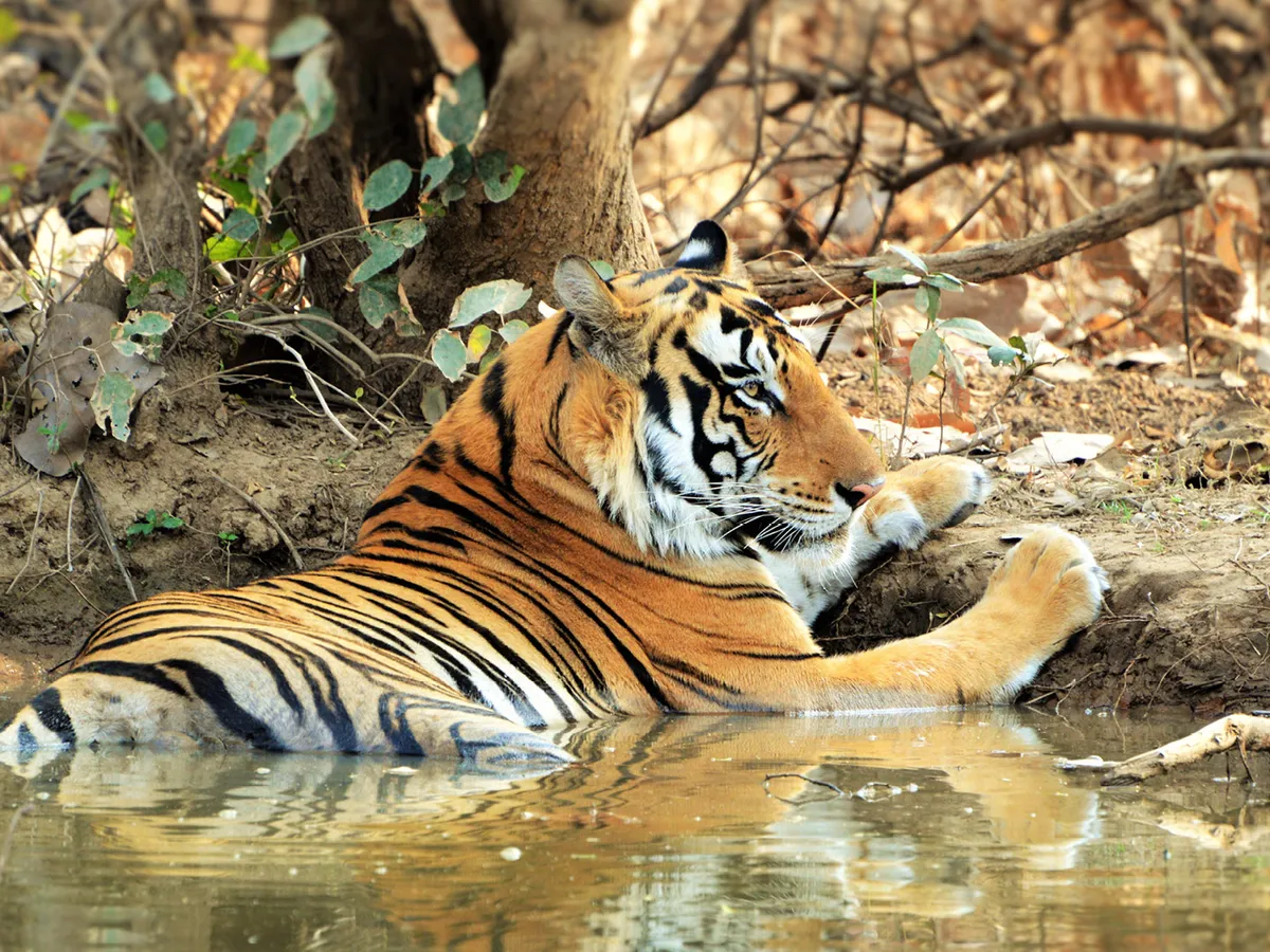Panna heritage