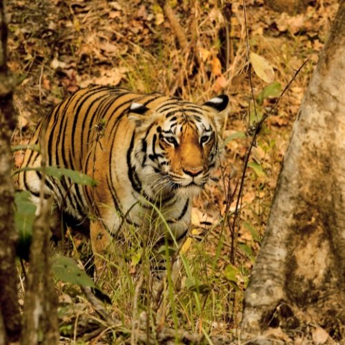 Pench