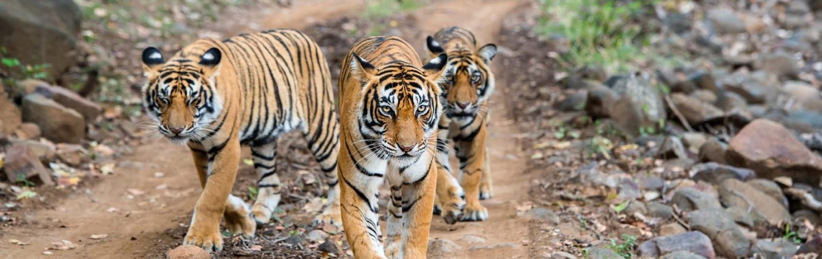 Turia Gate Safari — Pench
