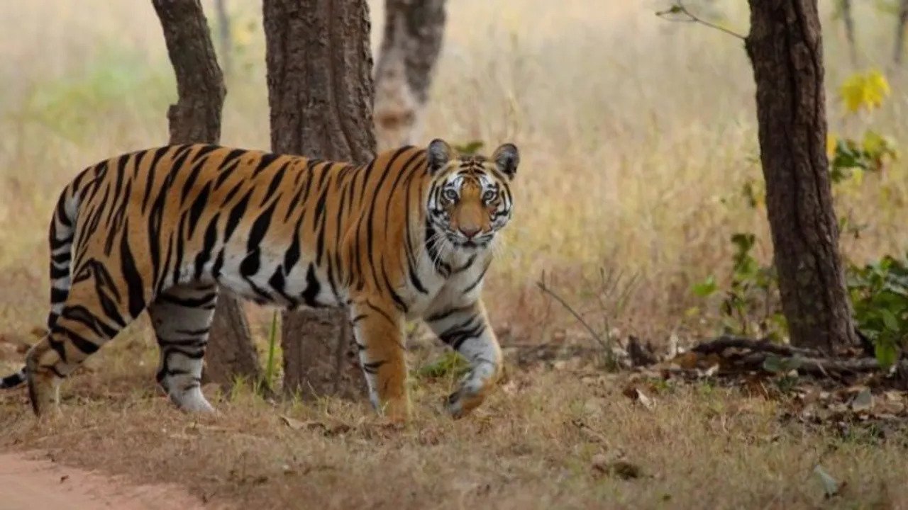 Karmajhiri & Jamtara — Pench