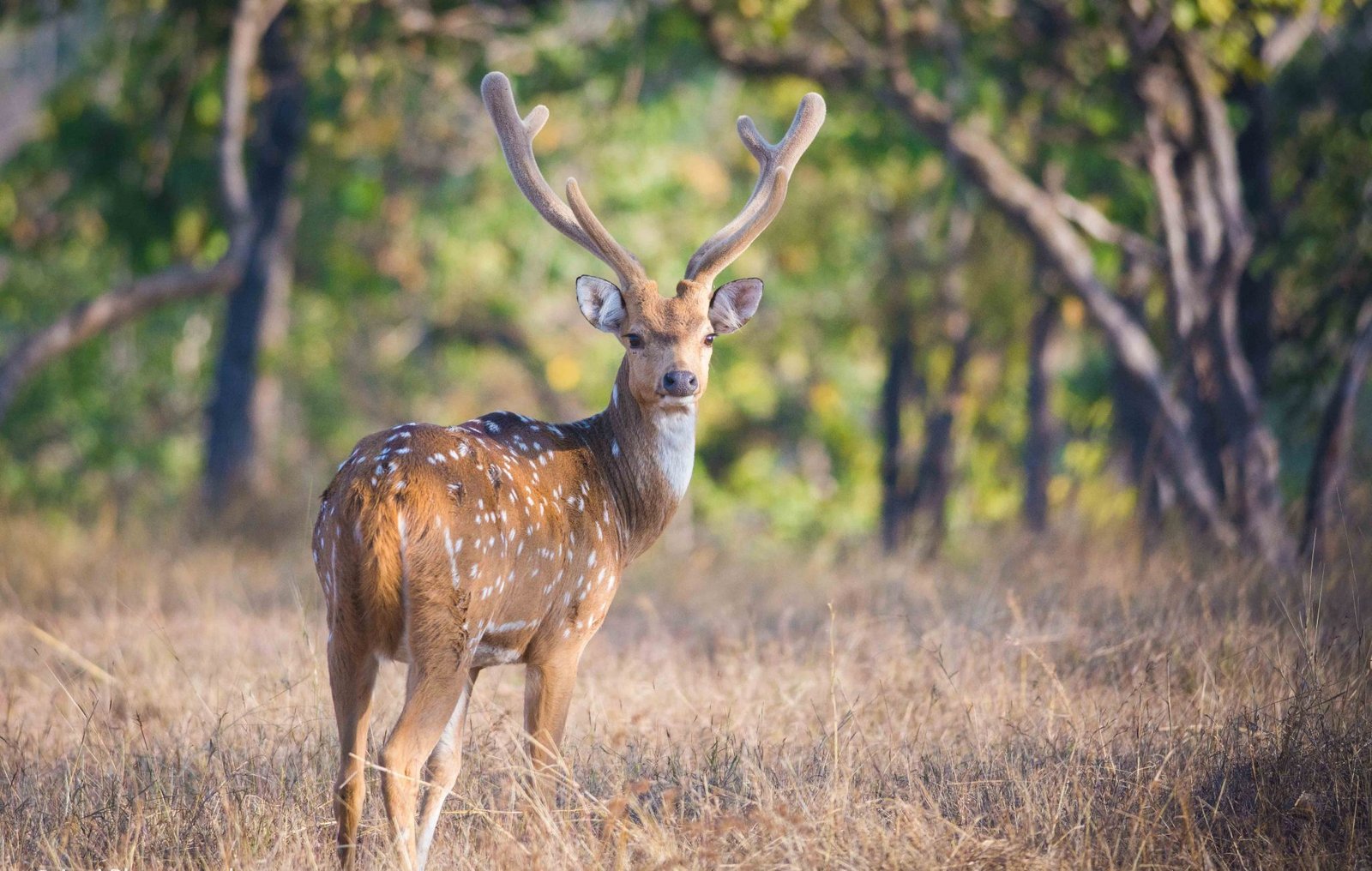 Pench heritage
