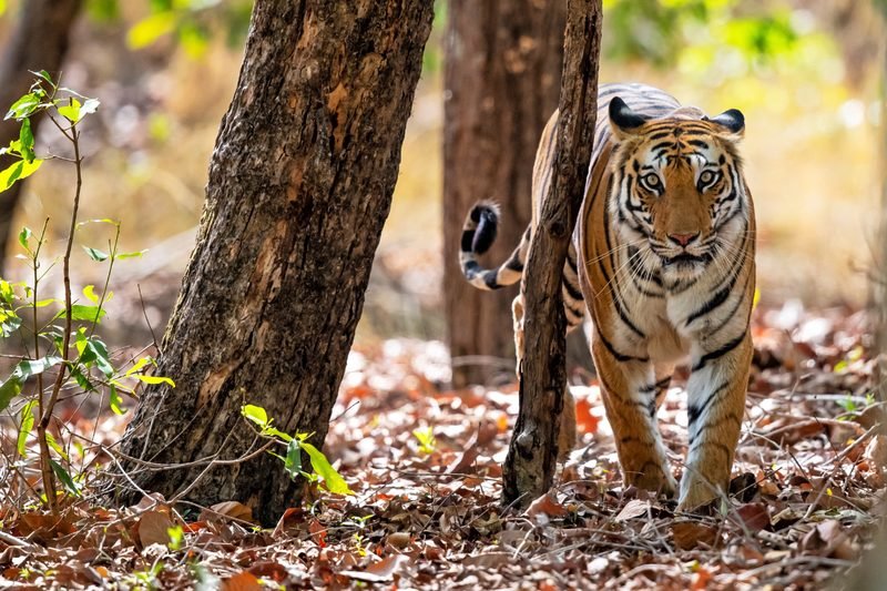 Wildlife Adventures